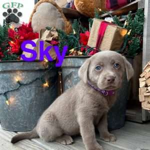 Sky, Silver Labrador Retriever Puppy
